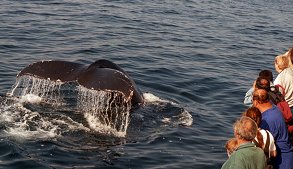 Cajun the Whale
